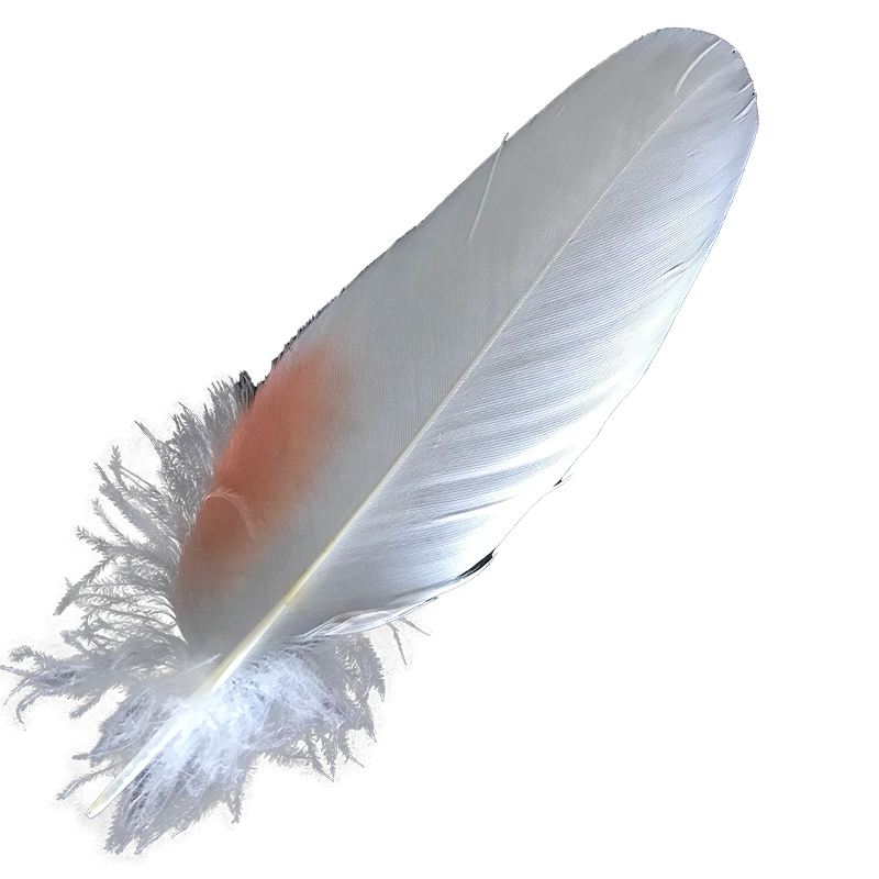 (image for) No.16 Major Mitchell Cockatoo Shoulder Feather