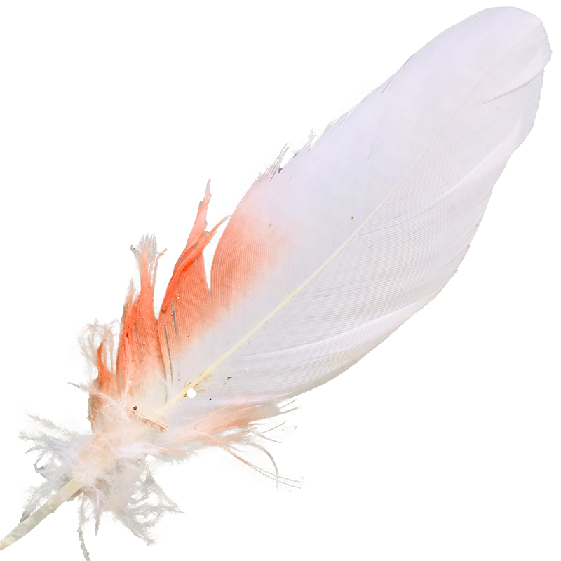 (image for) No.01 Major Mitchell Cockatoo Shoulder Feather - Click Image to Close