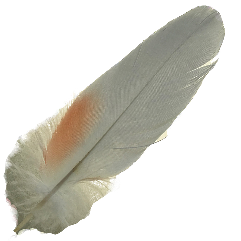 (image for) No.11 Major Mitchell Cockatoo Shoulder Feather