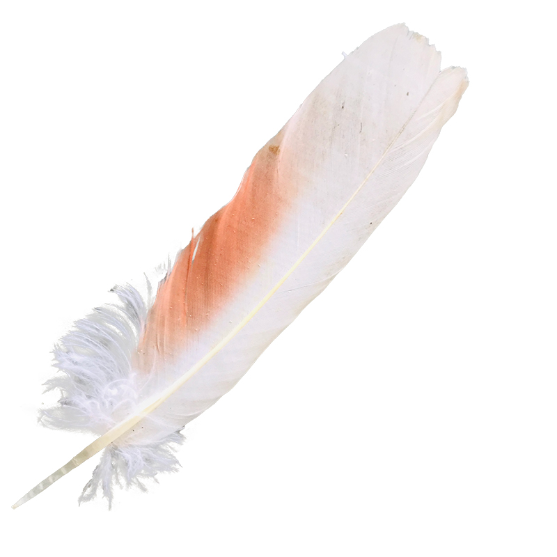 (image for) No.56 Major Mitchell Tail Feather - Click Image to Close