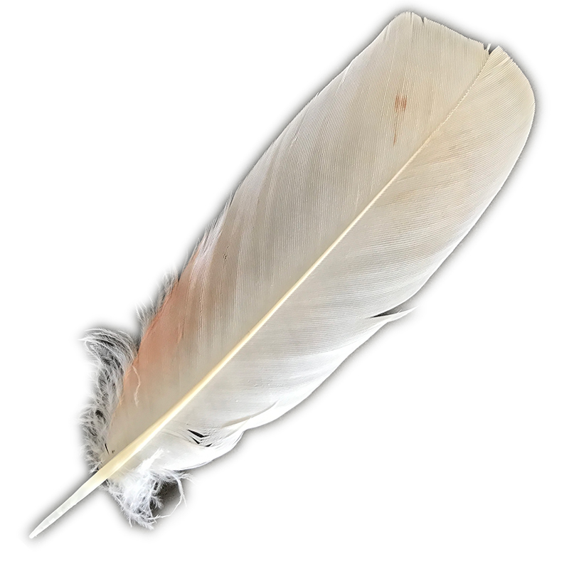 (image for) No.60 Major Mitchell Tail Feather - Click Image to Close
