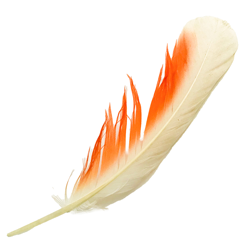 (image for) No.104 Major Mitchell Primary Wing Feather