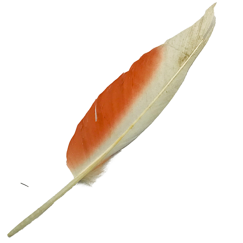 (image for) No.102 Major Mitchell Primary Wing Feather