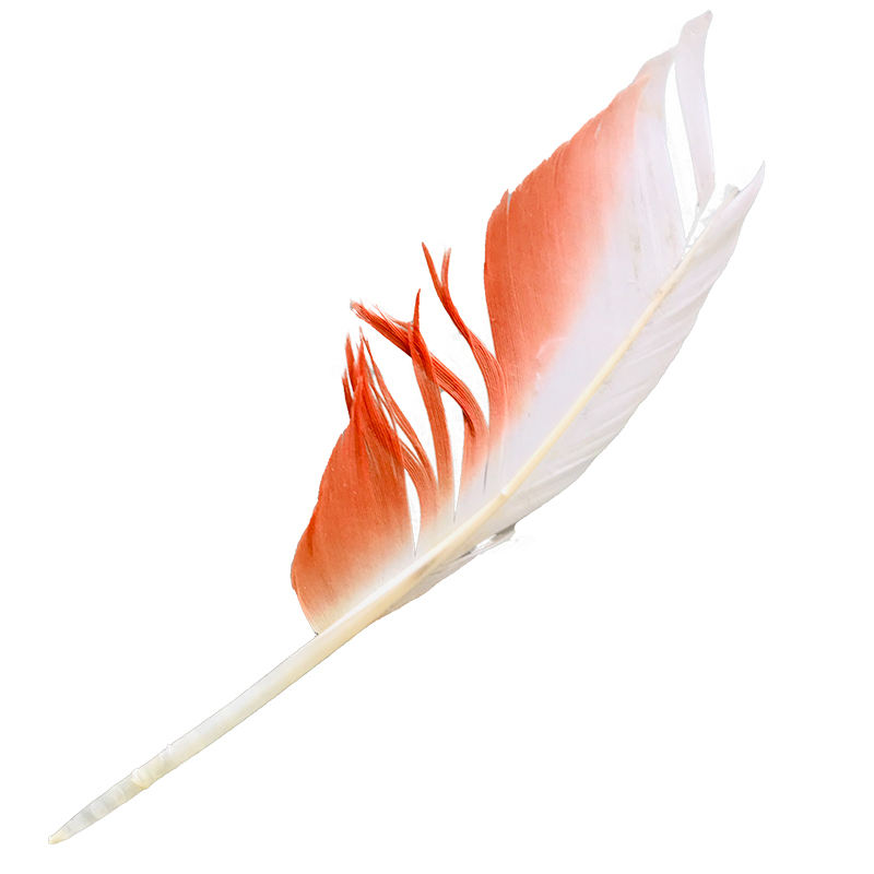 (image for) No.105 Major Mitchell Primary Wing Feather - Click Image to Close