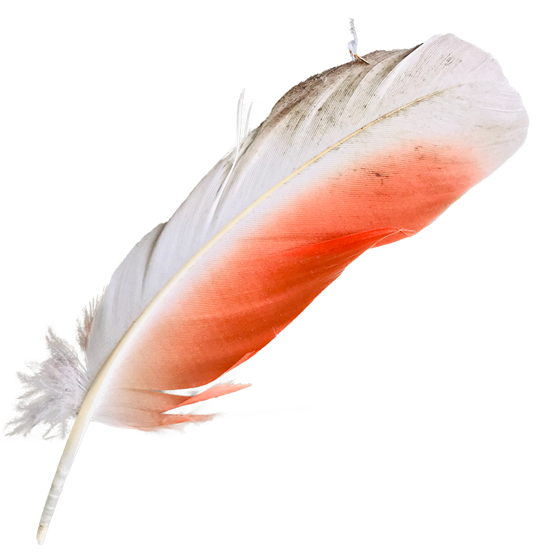 (image for) No.106 Major Mitchell Primary Wing Feather