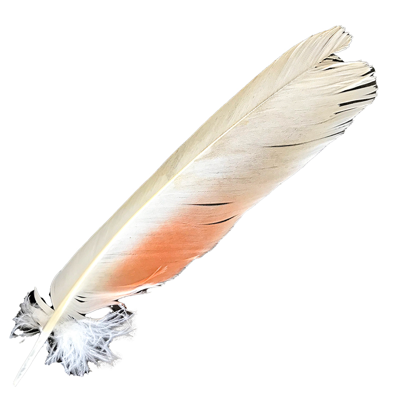 (image for) No.108 Major Mitchell Primary Wing Feather