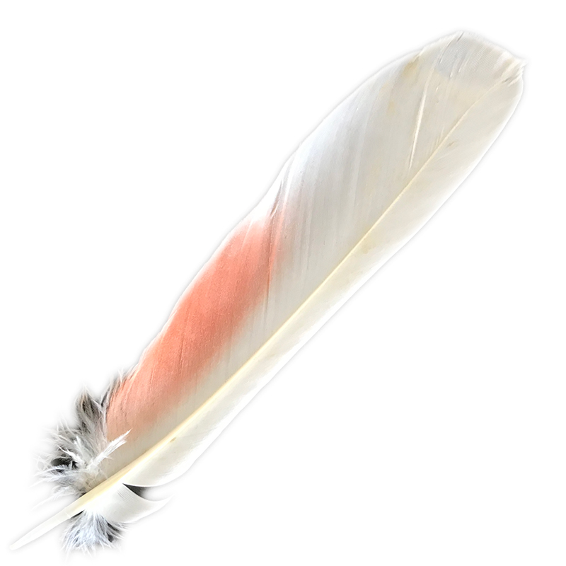 (image for) No.109 Major Mitchell Primary Wing Feather - Click Image to Close