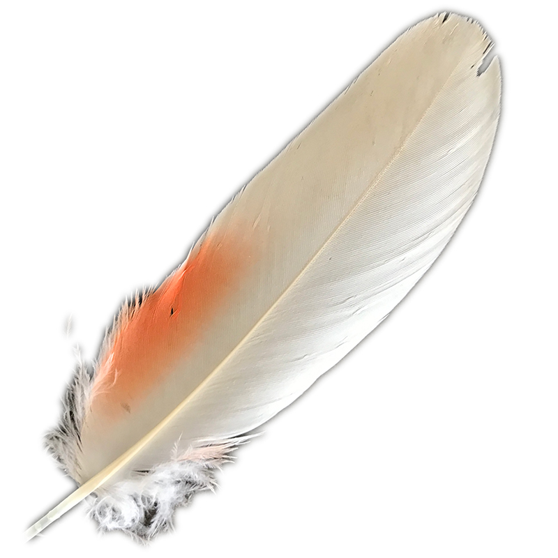 (image for) No.110 Major Mitchell Primary Wing Feather