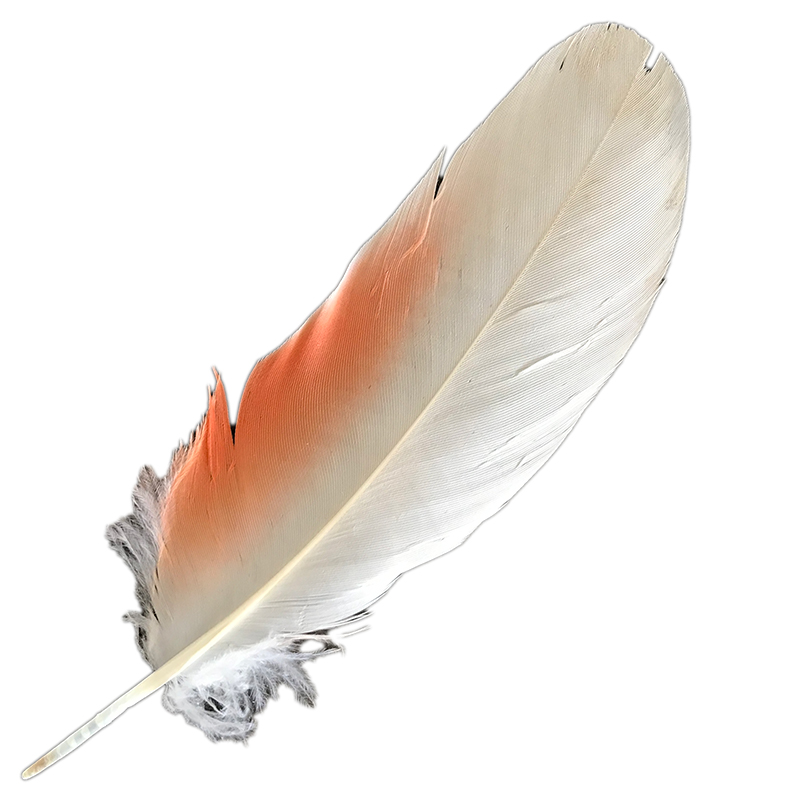 (image for) No.111 Major Mitchell Primary Wing Feather - Click Image to Close