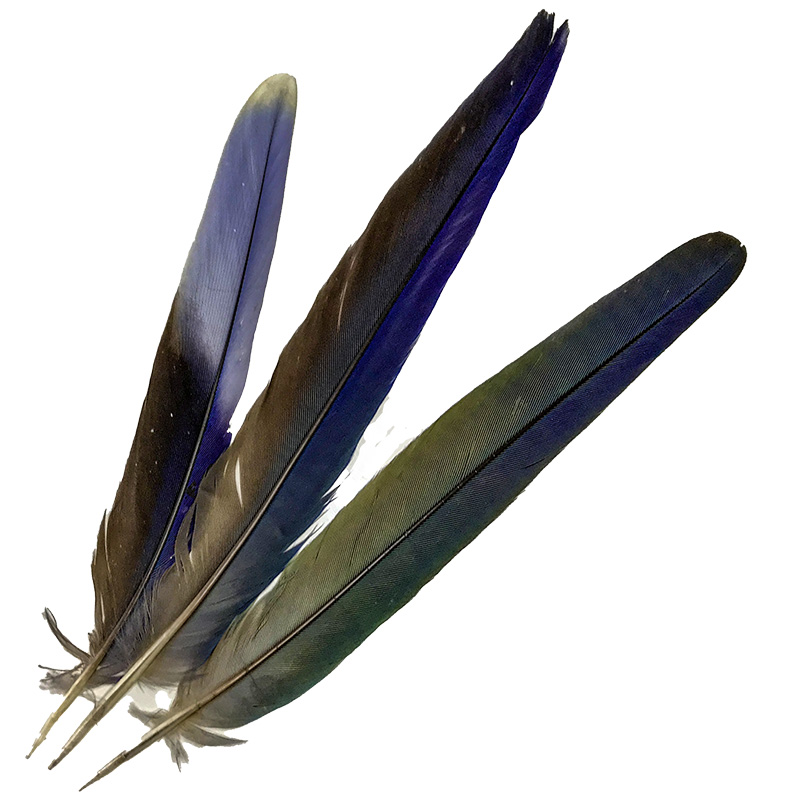 (image for) Northern Rosella Tail Feather - Coming Soon