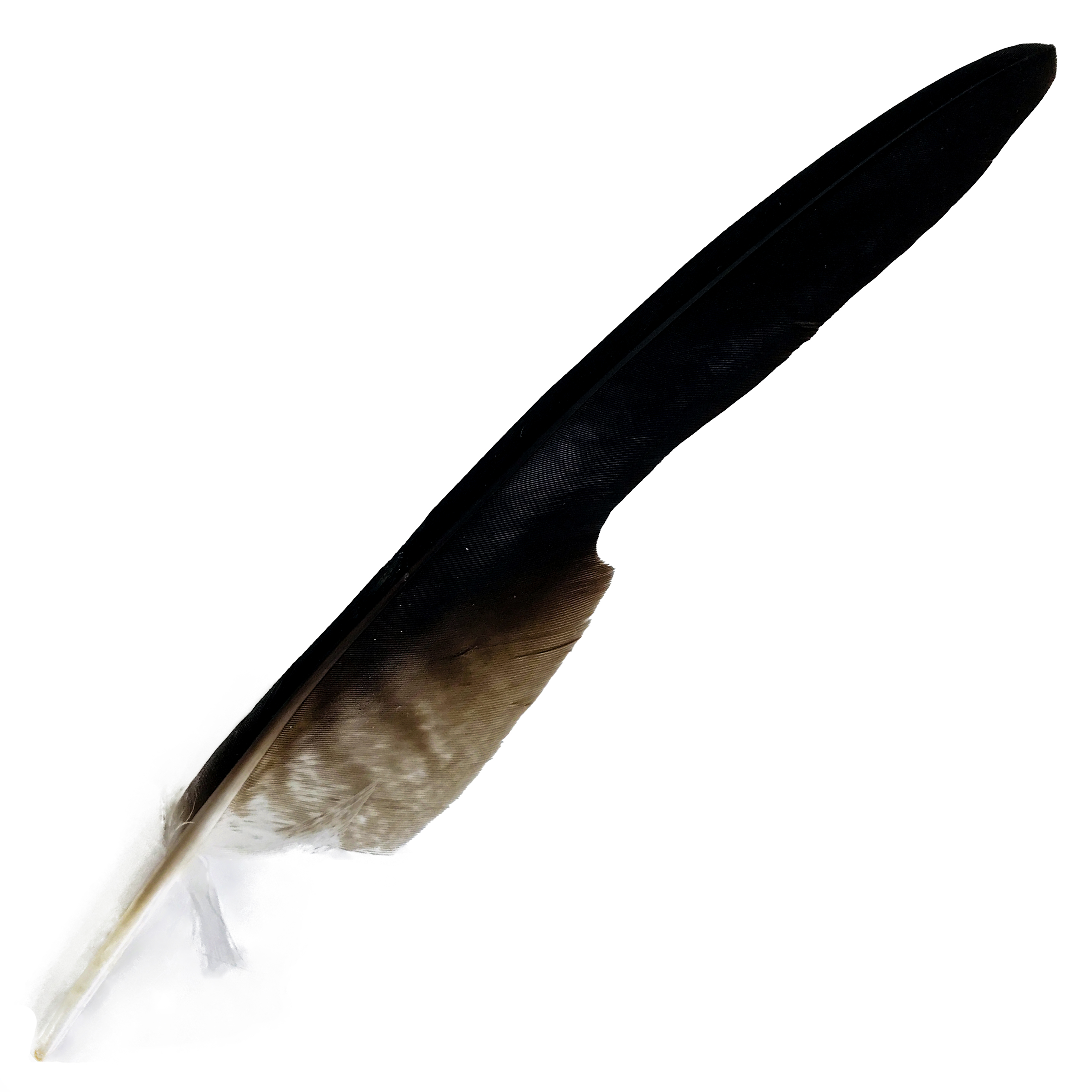 (image for) Osprey Flight Tip Wing Feather - Click Image to Close