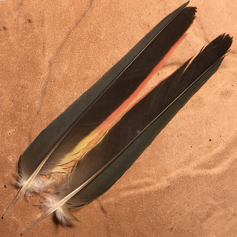 (image for) No.1006 Princess Parrot Tail Feather Pair