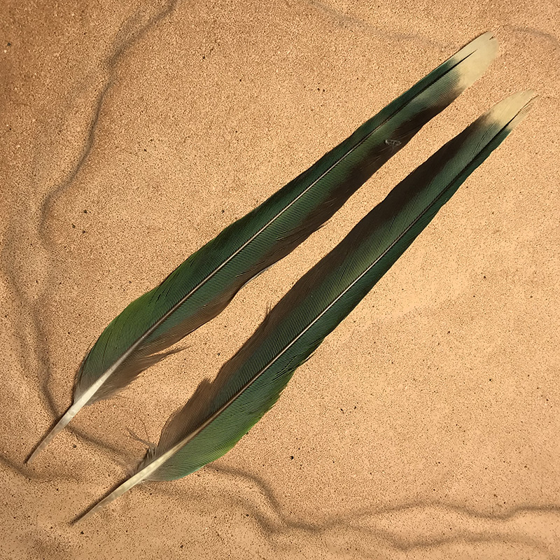 (image for) No.1003 Princess Parrot Tail Feather Pair