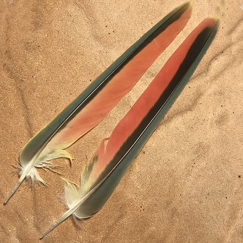 (image for) No.1004 Princess Parrot Tail Feather Pair - Click Image to Close
