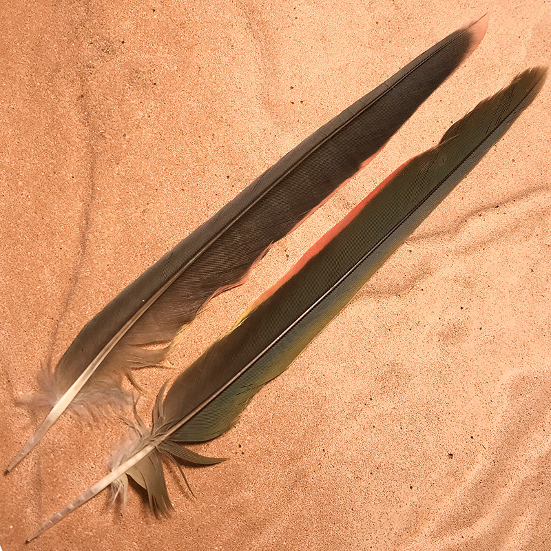 (image for) No.1008 Princess Parrot Tail Feather Pair