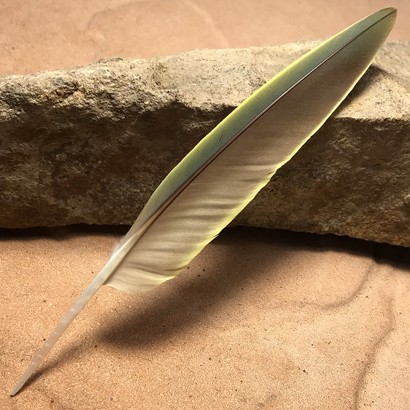 (image for) No.60 Princess Parrot Primary Wing Feather