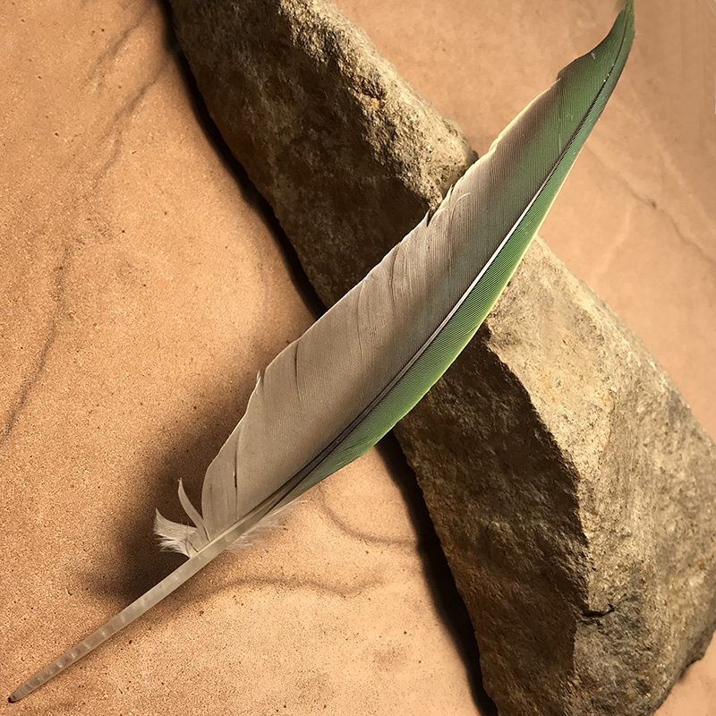 (image for) No.81 Princess Parrot Flight Wing Feather