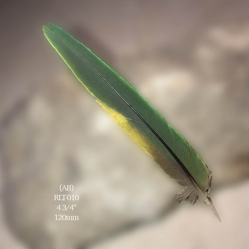 (image for) RLT-010 Rainbow Lorikeet Tail Feather