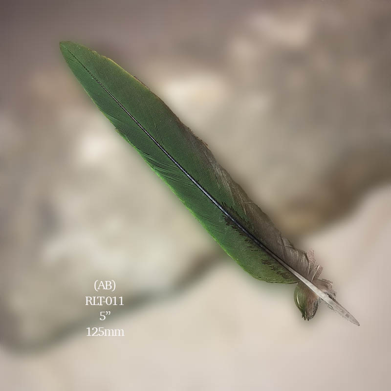 (image for) RLT-011 Rainbow Lorikeet Tail Feather