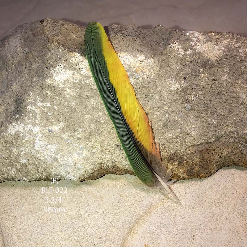 (image for) RLT-022 Rainbow Lorikeet Tail Feather