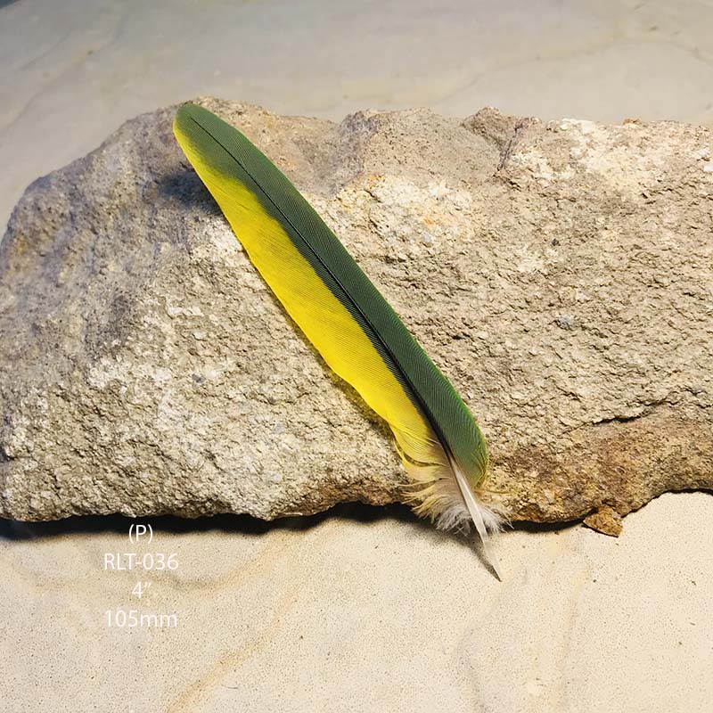 (image for) RLT-036 Rainbow Lorikeet Tail Feather