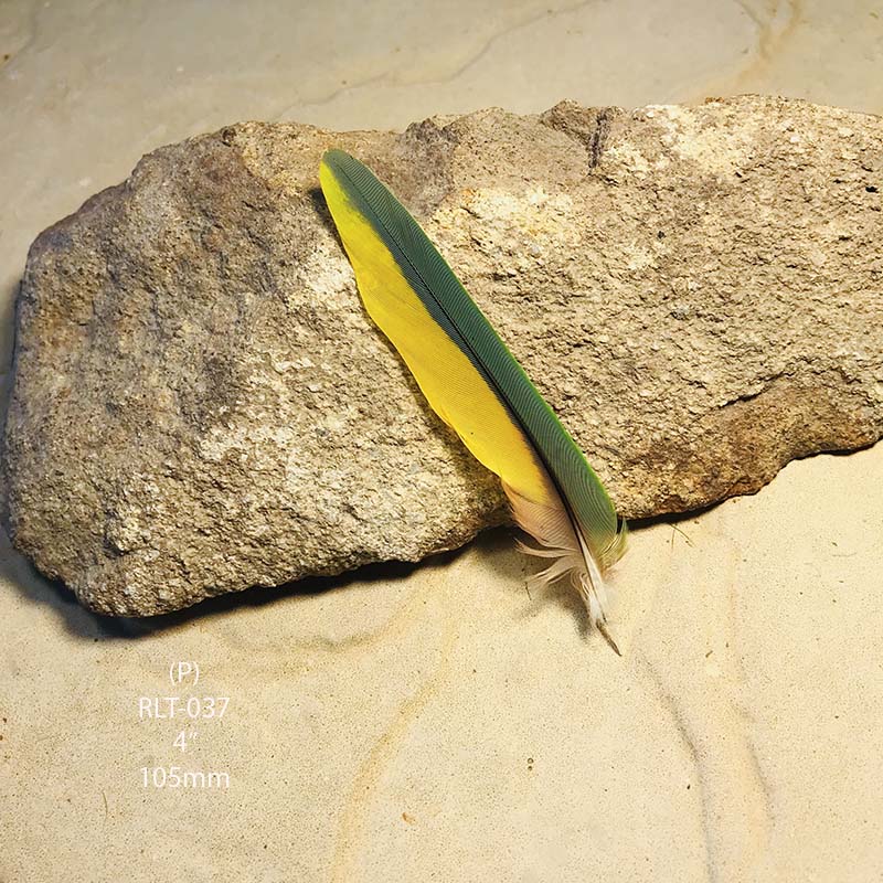 (image for) RLT-037 Rainbow Lorikeet Tail Feather