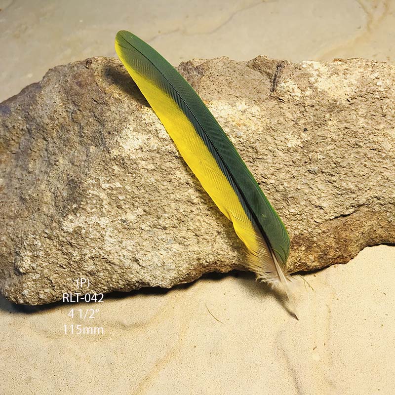 (image for) RLT-042 Rainbow Lorikeet Tail Feather