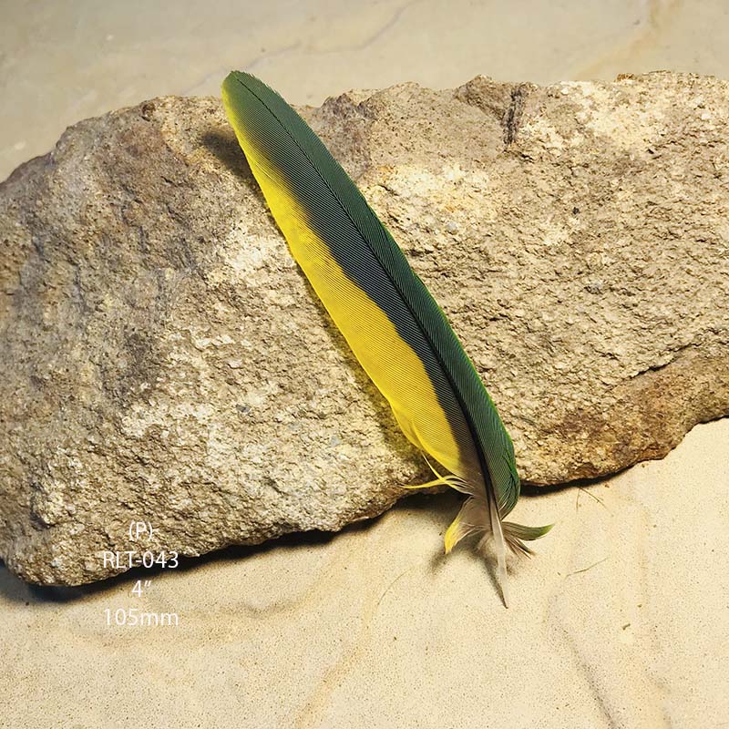 (image for) RLT-043 Rainbow Lorikeet Tail Feather
