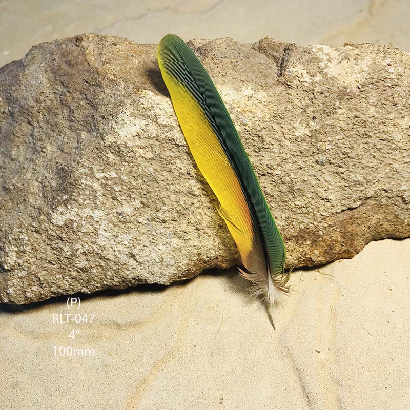 (image for) RLT-047 Rainbow Lorikeet Tail Feather