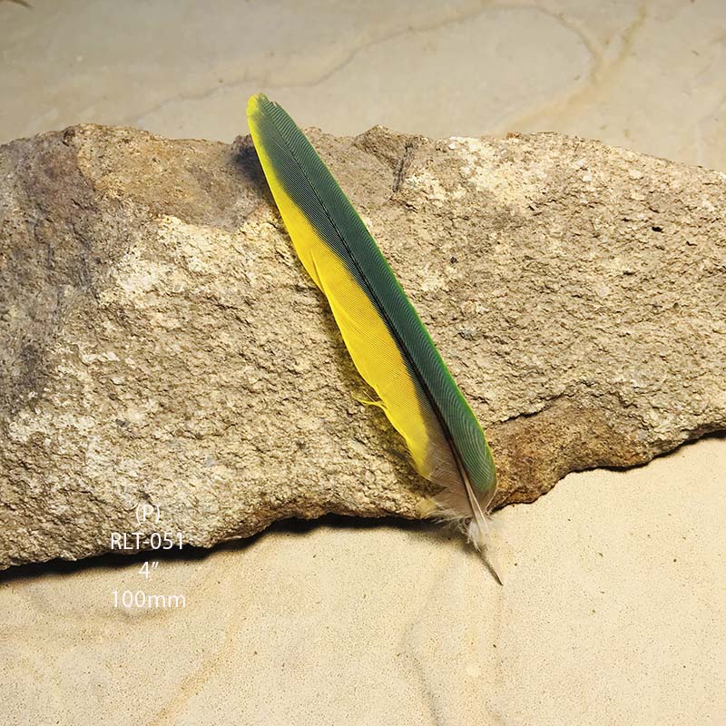 (image for) RLT-051 Rainbow Lorikeet Tail Feather