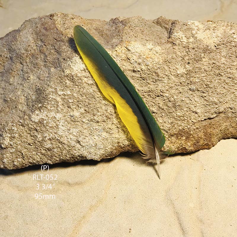 (image for) RLT-052 Rainbow Lorikeet Tail Feather