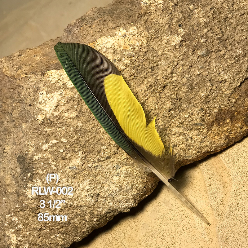 (image for) RLW-002 Rainbow Lorikeet Primary Wing Feather