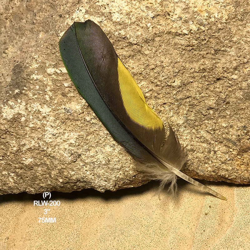 (image for) RLW-200 Rainbow Lorikeet Secondary Wing Feather