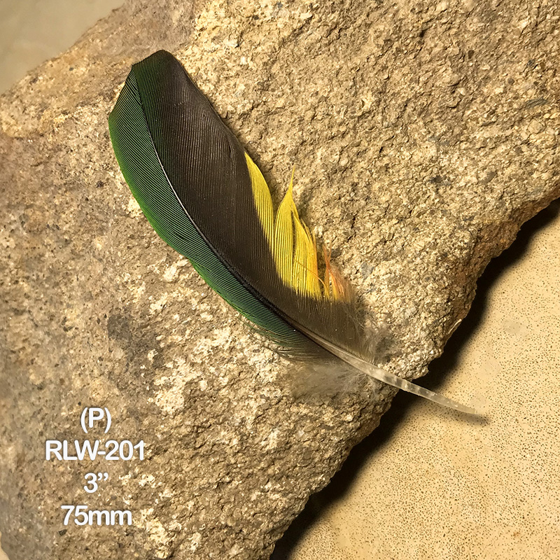 (image for) RLW-201 Rainbow Lorikeet Secondary Wing Feather - Click Image to Close