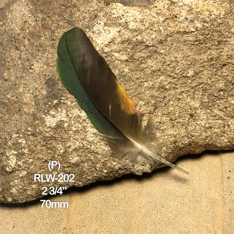 (image for) RLW-203 Rainbow Lorikeet Secondary Wing Feather