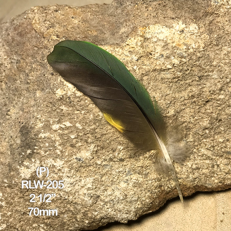 (image for) RLW-205 Rainbow Lorikeet Secondary Wing Feather