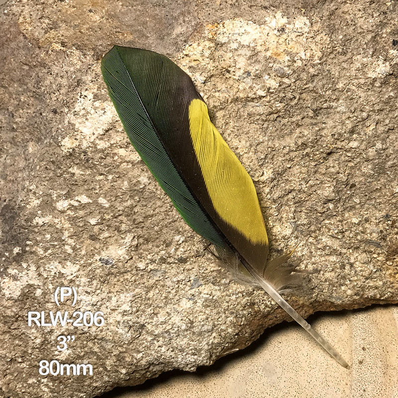 (image for) RLW-206 Rainbow Lorikeet Secondary Wing Feather