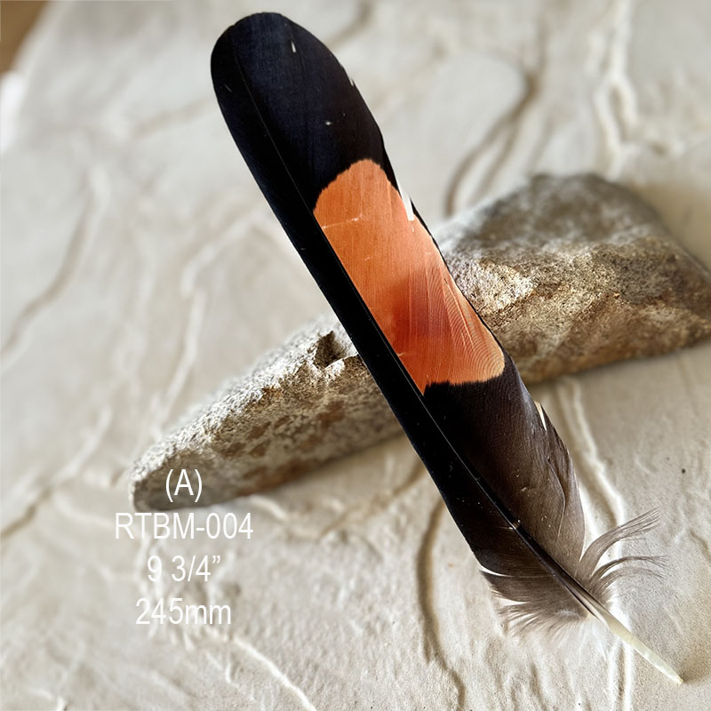 (image for) RTBM-004 Red Tailed Male Black Cockatoo Feather - Click Image to Close
