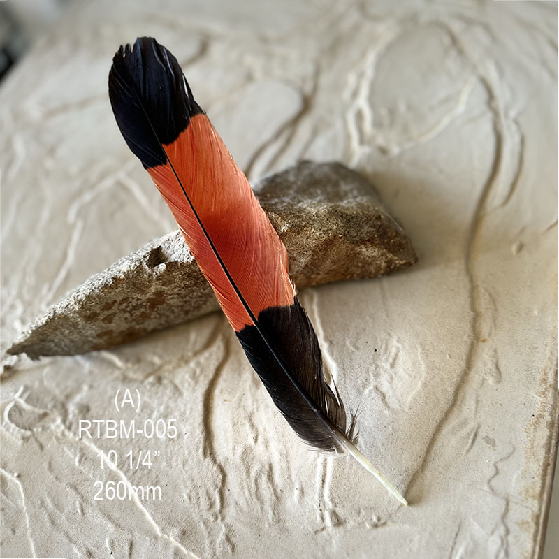 (image for) RTBM-005 Red Tailed Male Black Cockatoo Feather