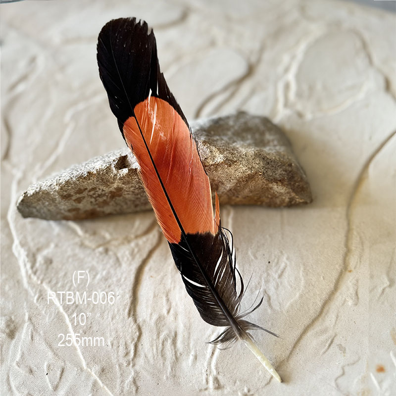 (image for) RTBM-006 Red Tailed Male Black Cockatoo Feather