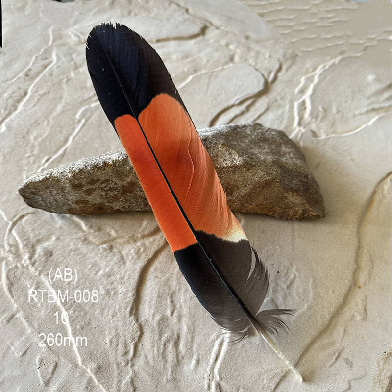 (image for) RTBM-008 Red Tailed Male Black Cockatoo Feather