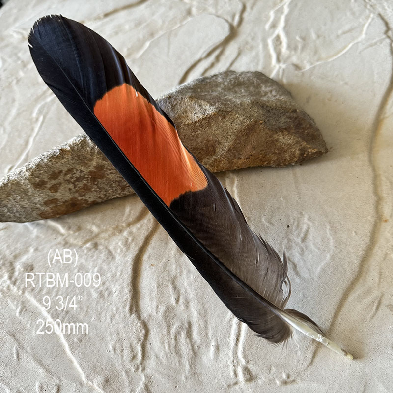 (image for) RTBM-009 Red Tailed Male Black Cockatoo Feather
