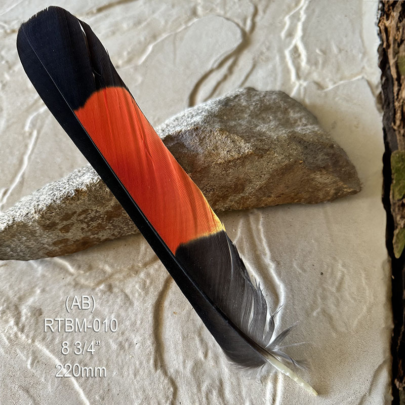 (image for) RTBM-010 Red Tailed Male Black Cockatoo Feather
