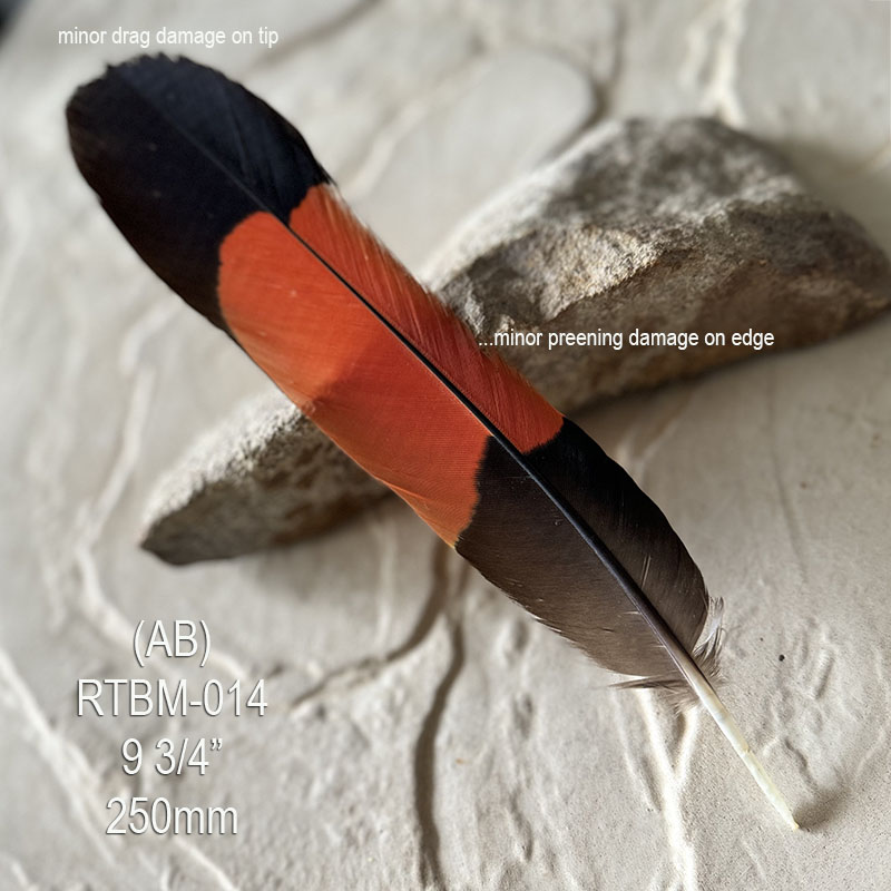(image for) RTBM-014 Red Tailed Male Black Cockatoo Feather - Click Image to Close