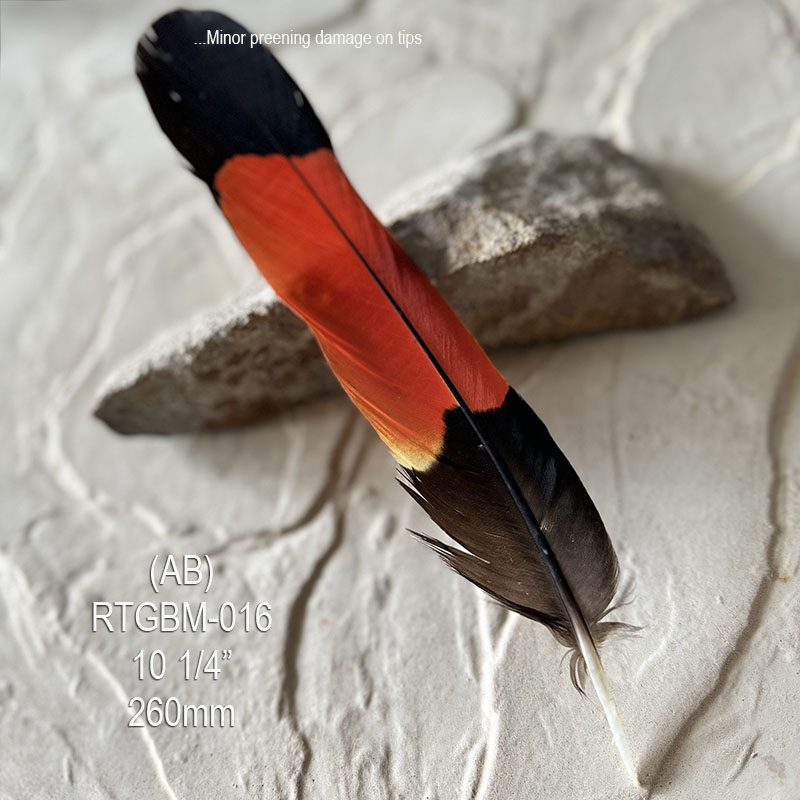 (image for) RTBM-016 Red Tailed Male Black Cockatoo Feather