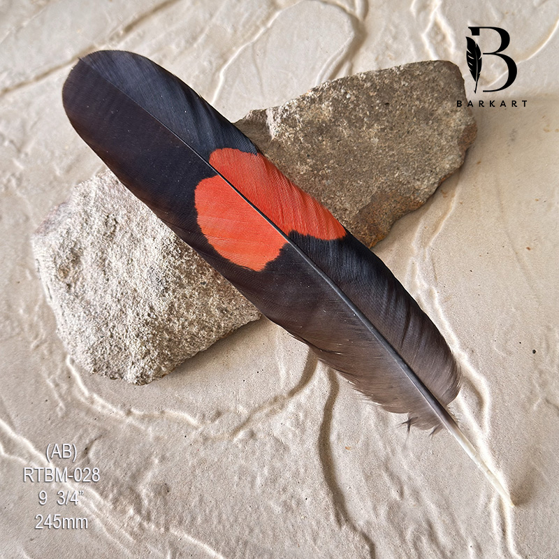 (image for) RTBM-028 Red Tailed Male Black Cockatoo Feather - Click Image to Close