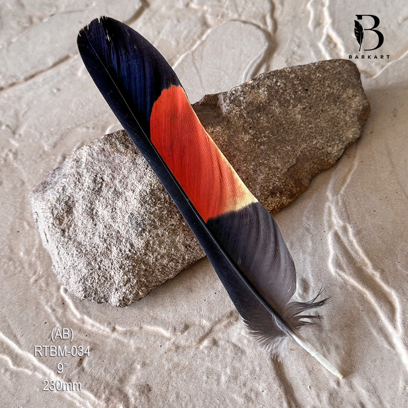 (image for) RTBM-034 Red Tailed Male Black Cockatoo Feather
