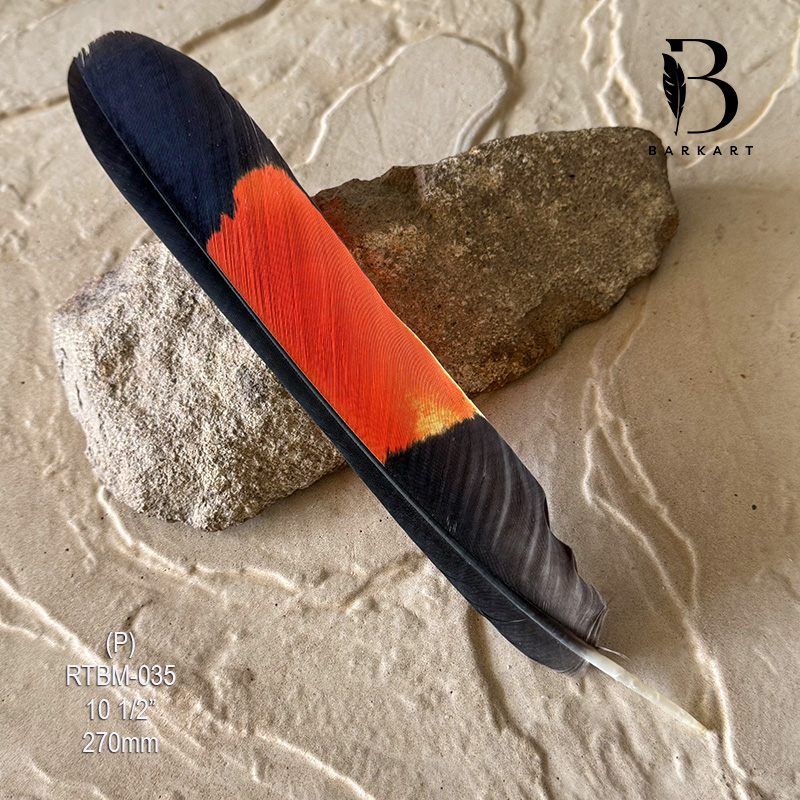 (image for) RTBM-035 Red Tailed Male Black Cockatoo Feather