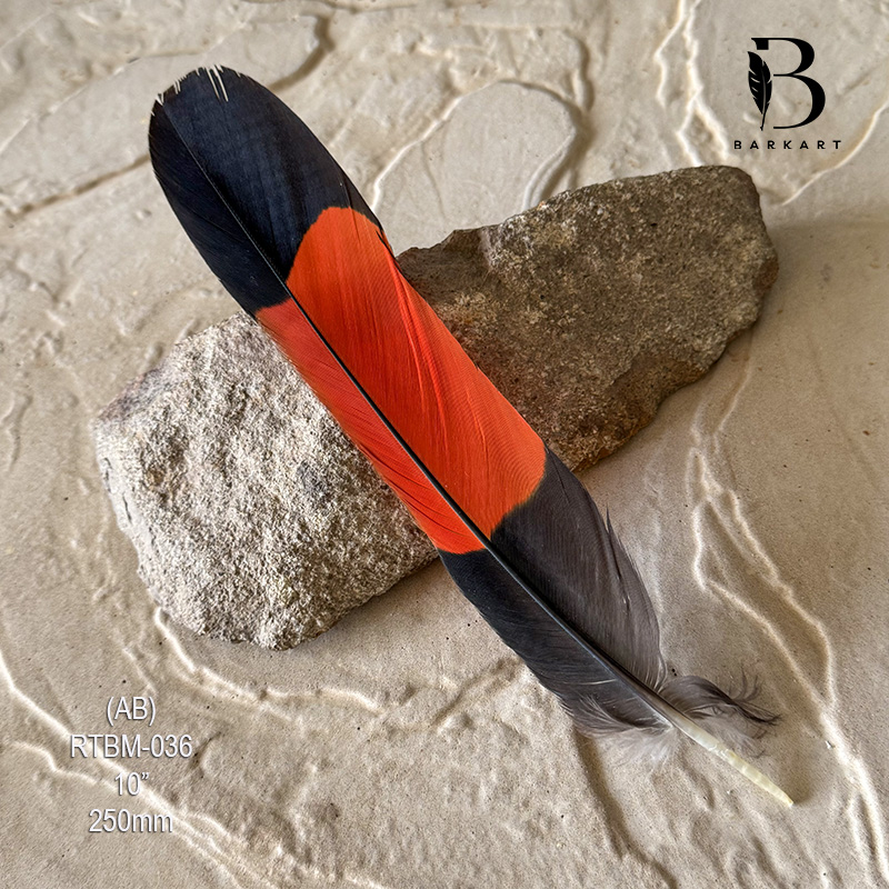 (image for) RTBM-036 Red Tailed Male Black Cockatoo Feather