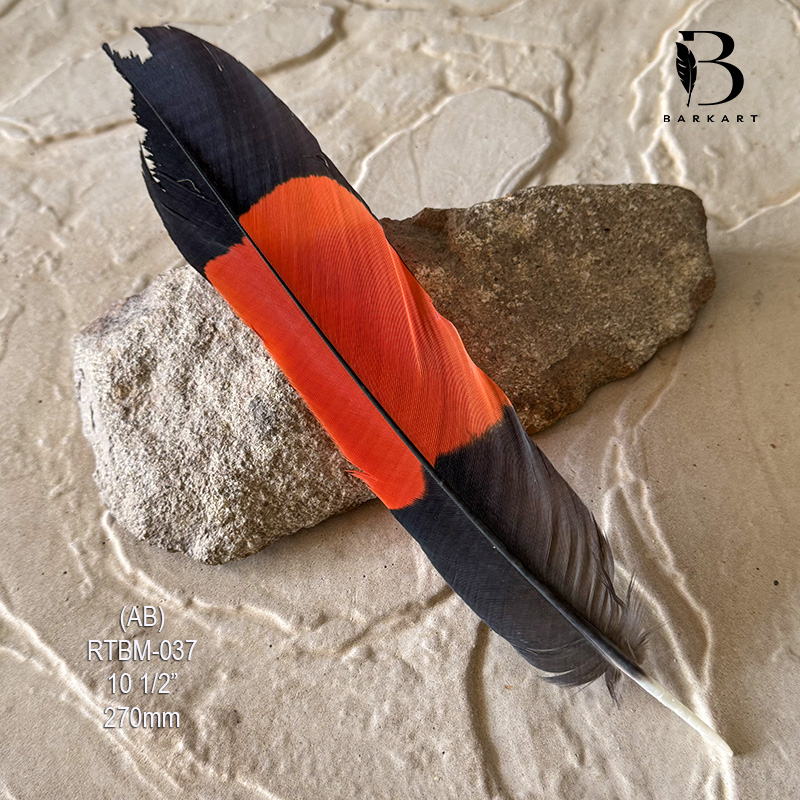 (image for) RTBM-037 Red Tailed Male Black Cockatoo Feather